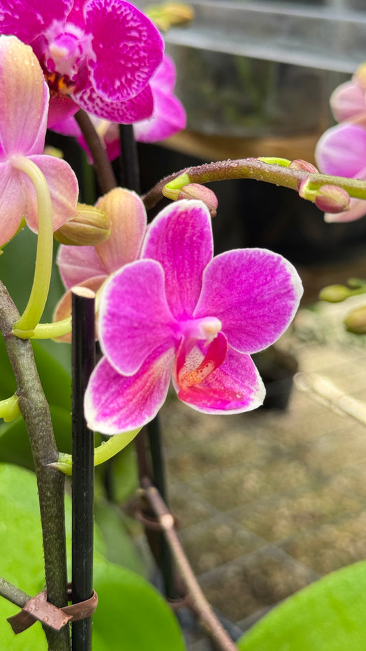PHALAENOPSIS PURPLE AND WHITE 3"