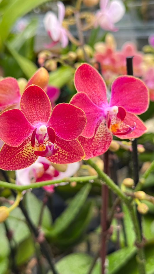 PHALAENOPSIS RED 3"
