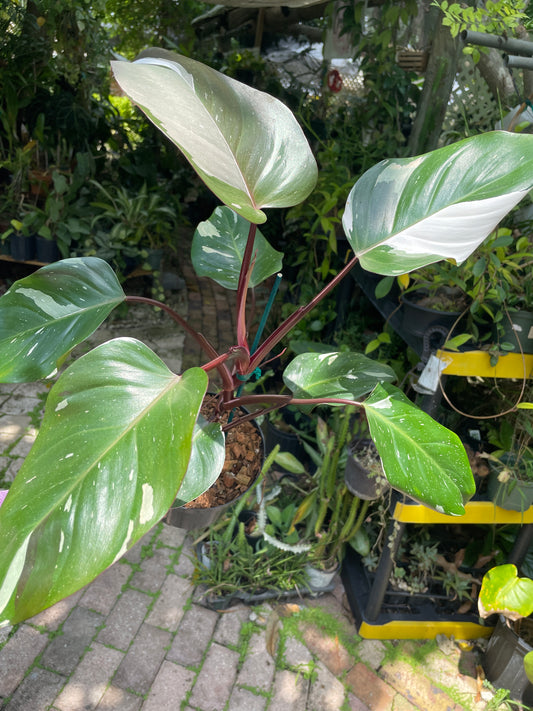 Philodendron Red Anderson 6"