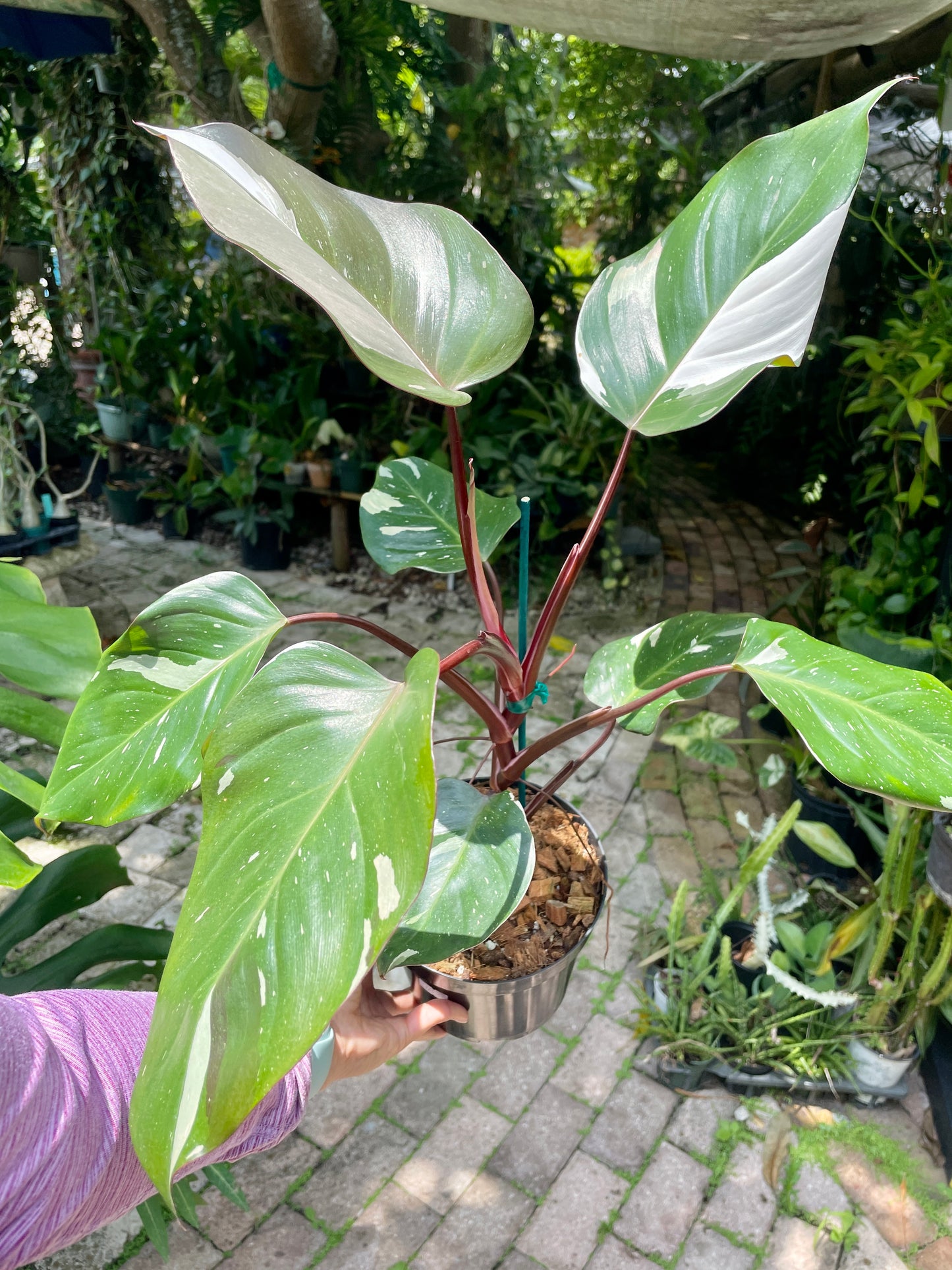 Philodendron Red Anderson 6"