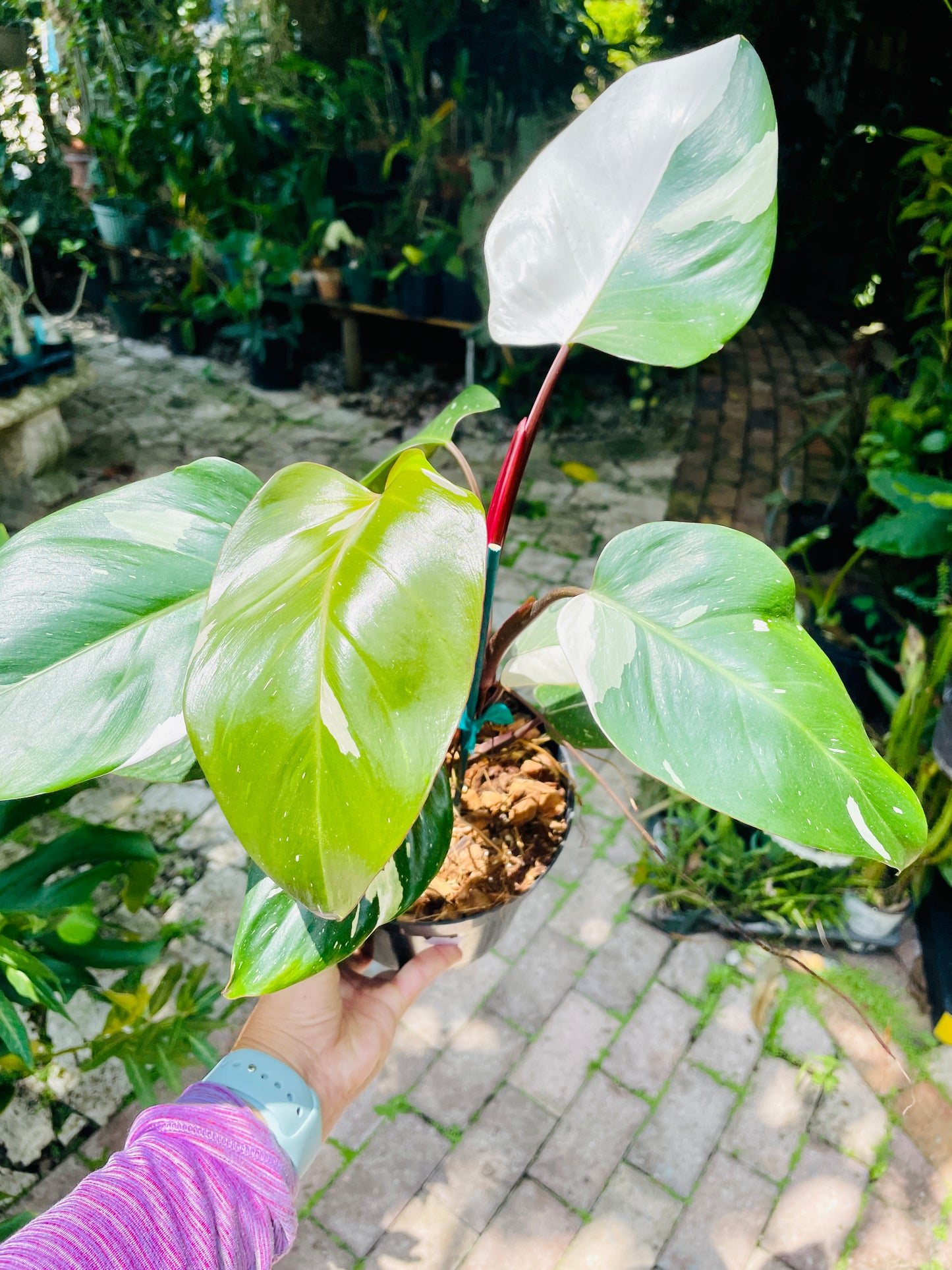 Philodendron Red Anderson 4"