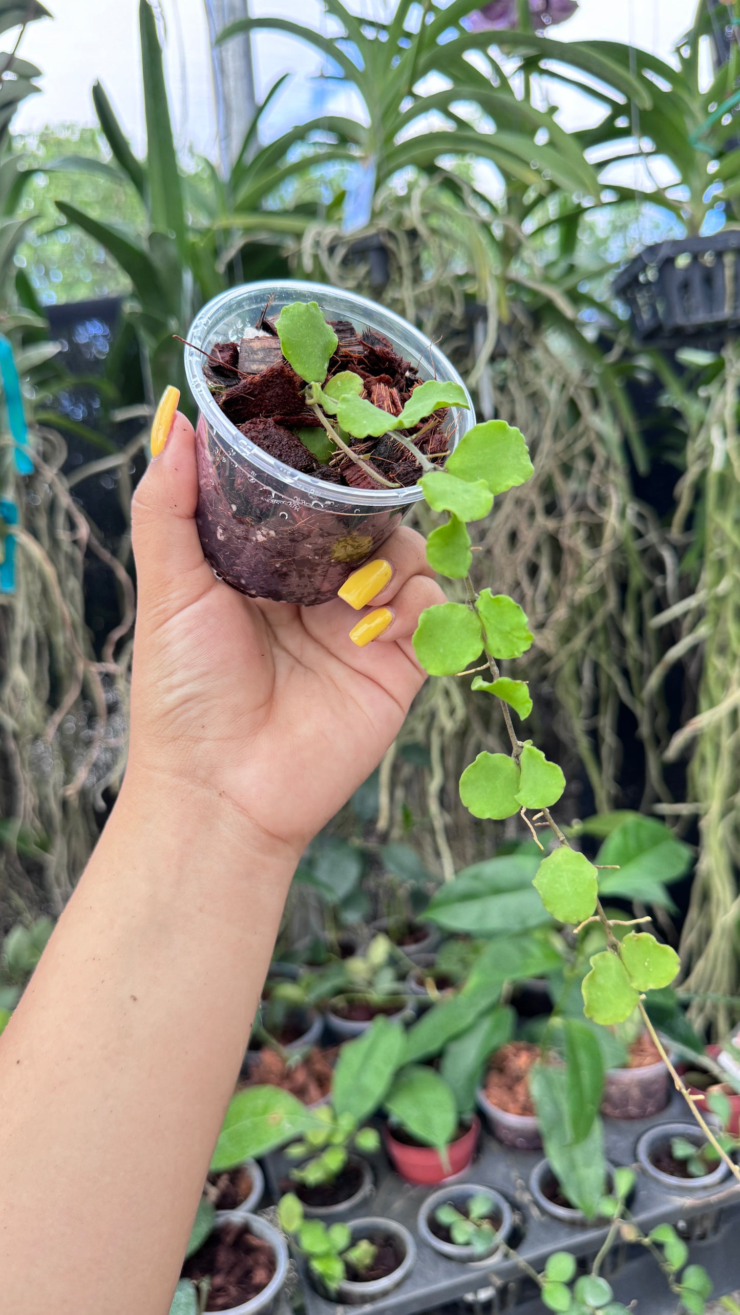 HOYA KANYAKUMARIANA 3"