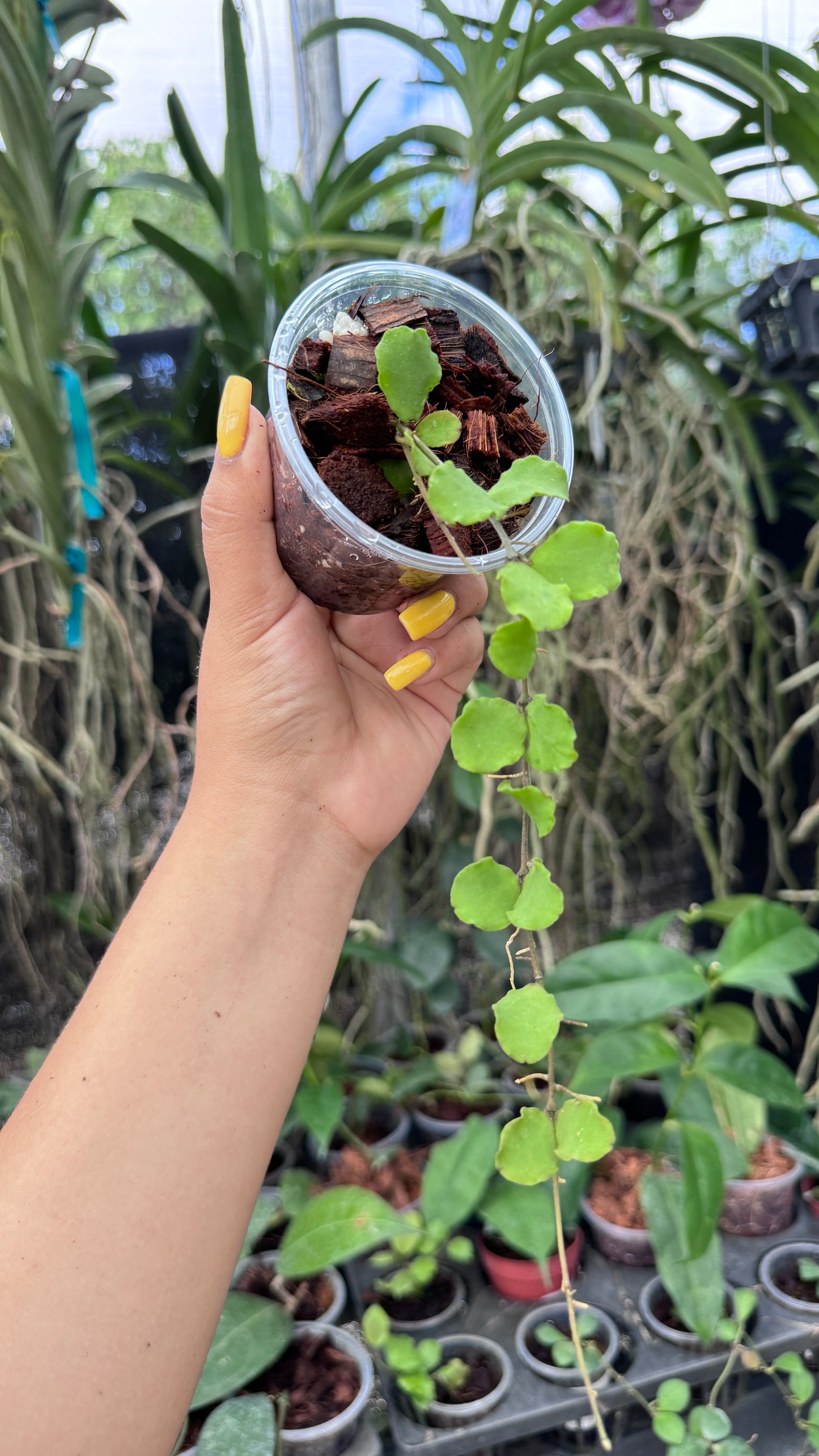 HOYA KANYAKUMARIANA 3"