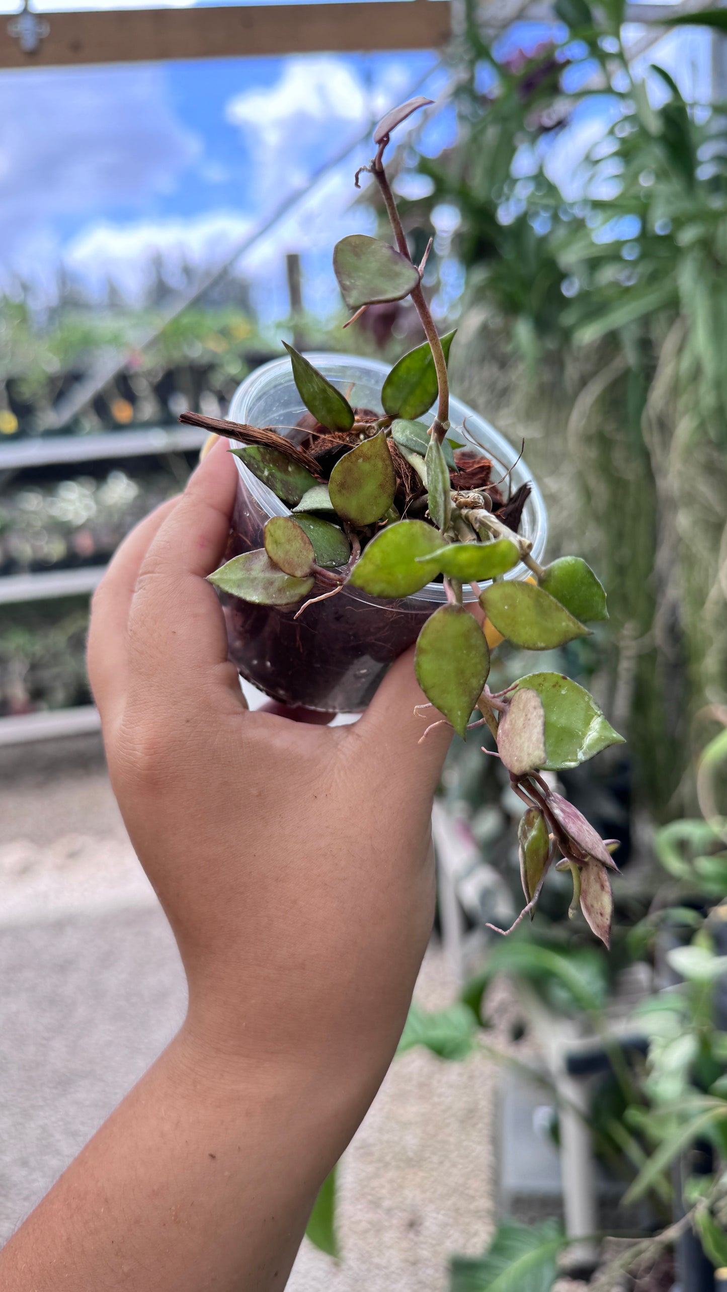 HOYA KHORIANA BLACK LEAVES 3"