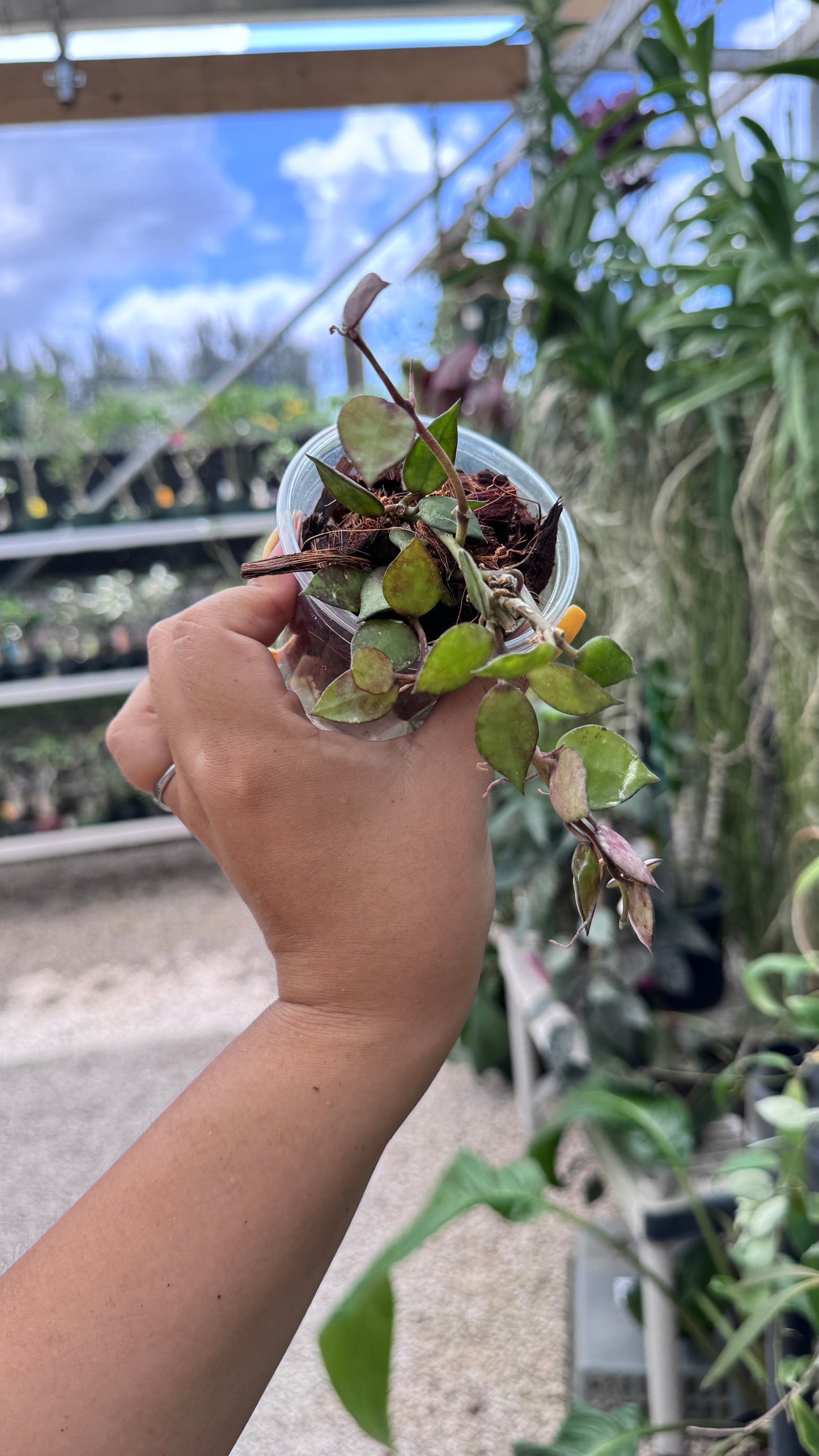 HOYA KHORIANA BLACK LEAVES 3"