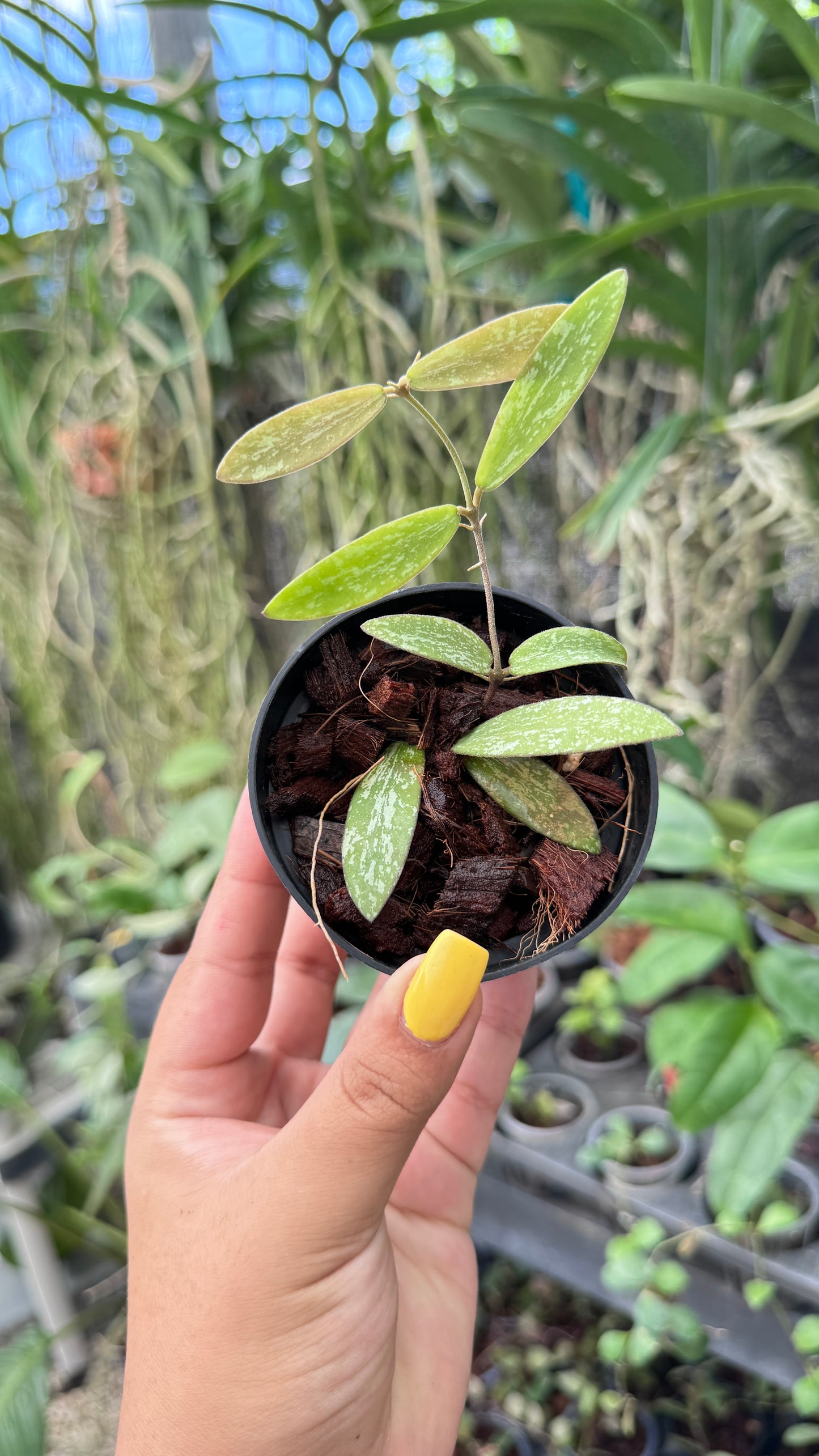 HOYA SIGILLATIS 3"