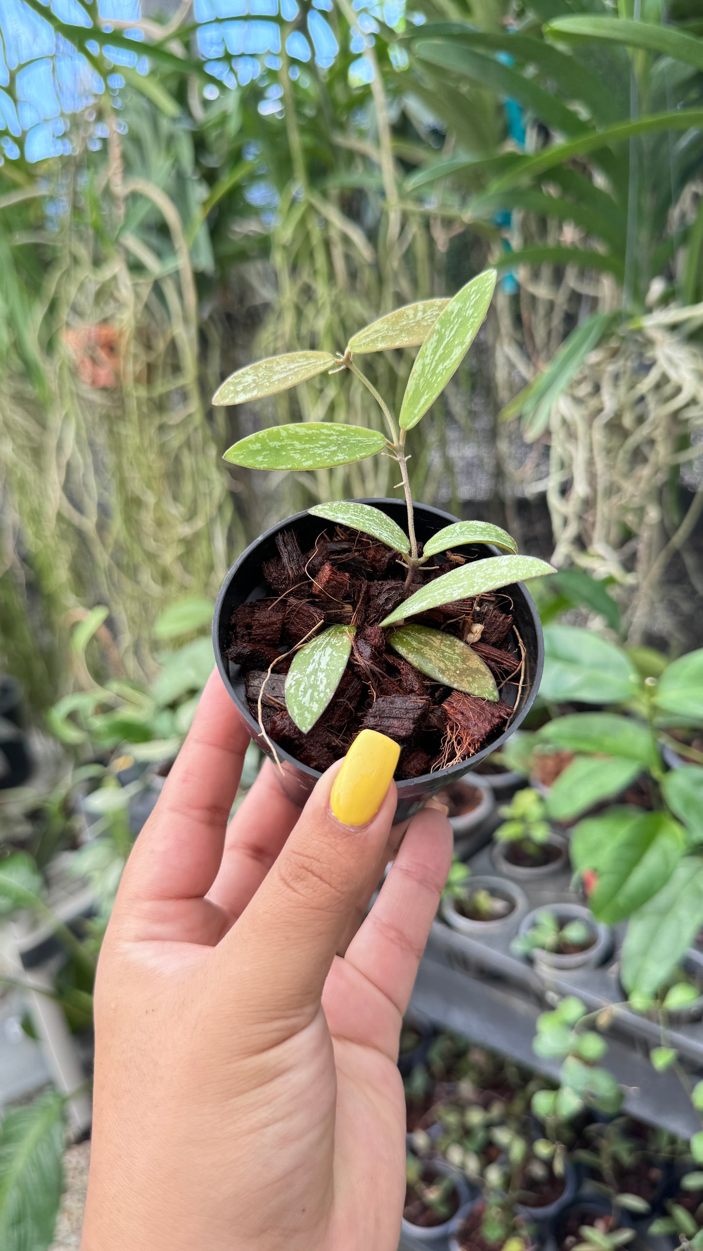 HOYA SIGILLATIS 3"