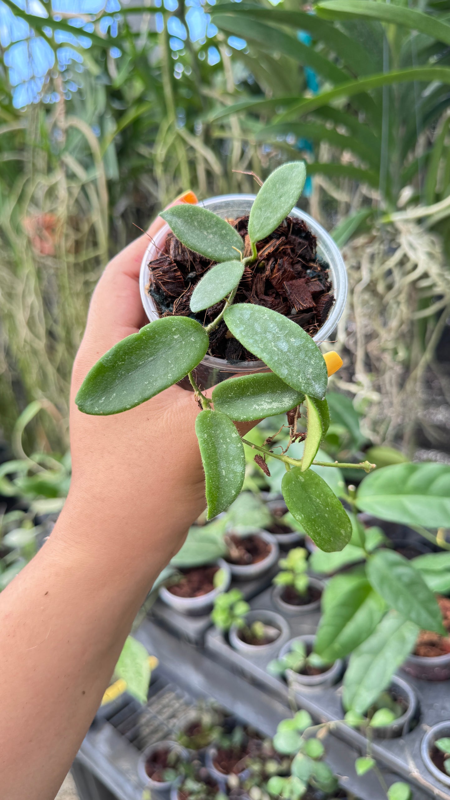 HOYA THOMSONII 3"