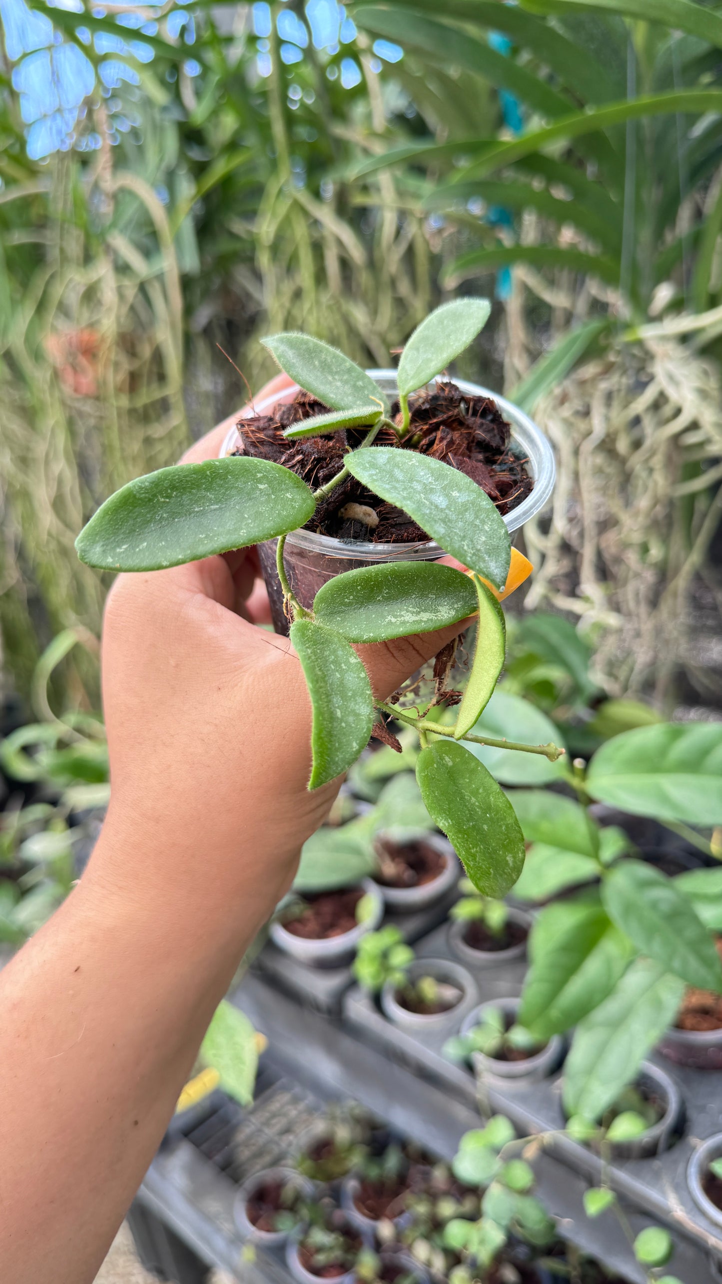 HOYA THOMSONII 3"