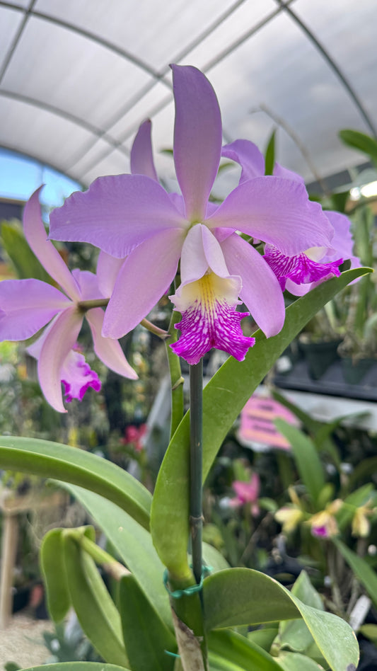 CATTLEYA CUYABENO 4"