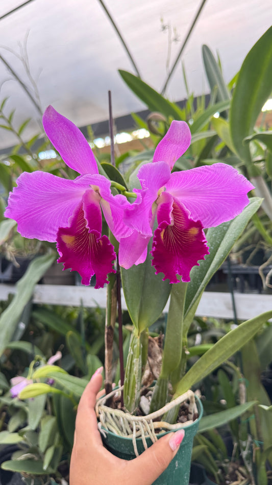 RHYNCHOLAELIOCATTLEYA NAKAGAMI GRACE 4"
