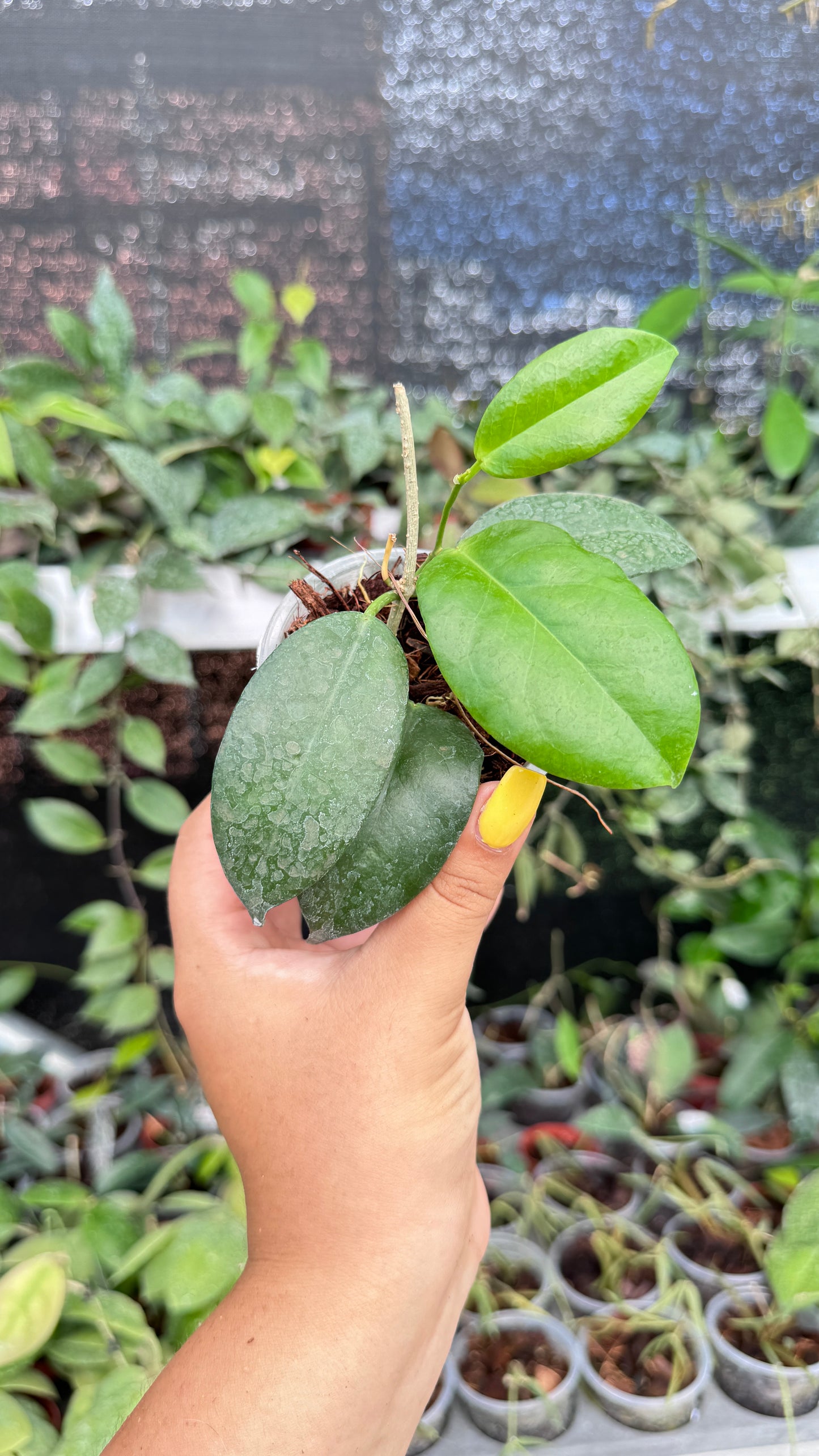 HOYA SP PNGSV 422 3"