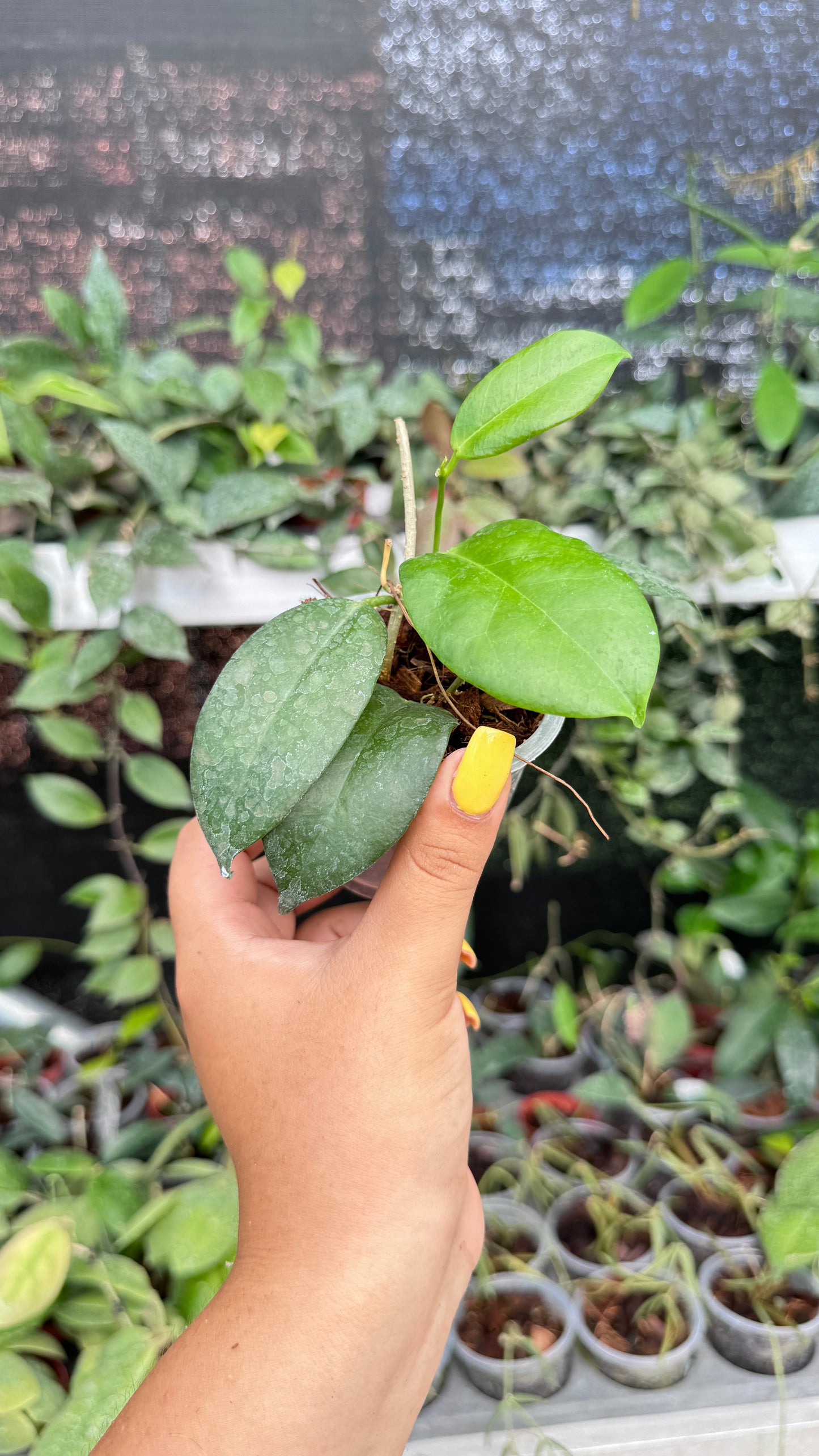 HOYA SP PNGSV 422 3"