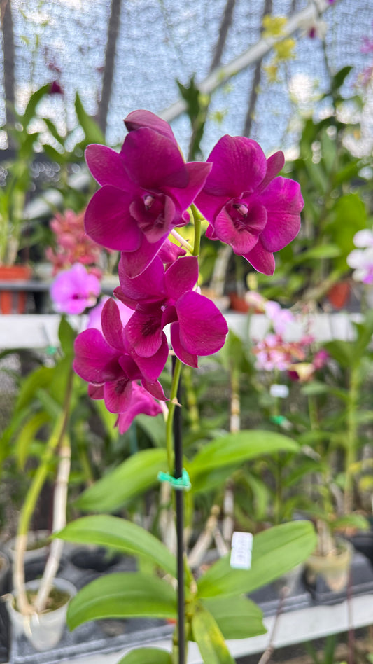 DENDROBIUM DEEP PURPLE 4"