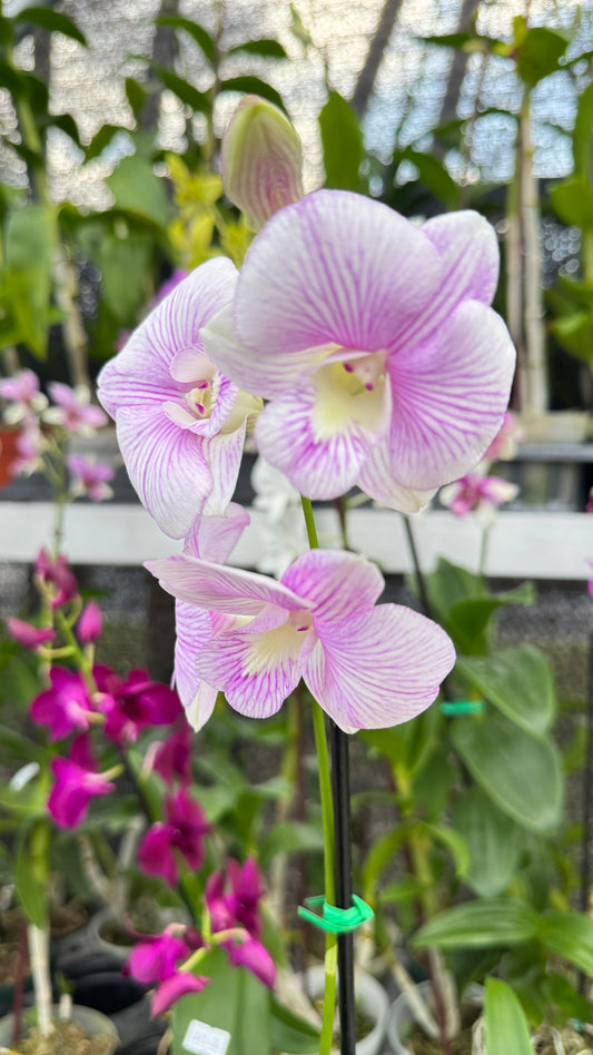 DENDROBIUM PINK AND WHITE LINE 4"