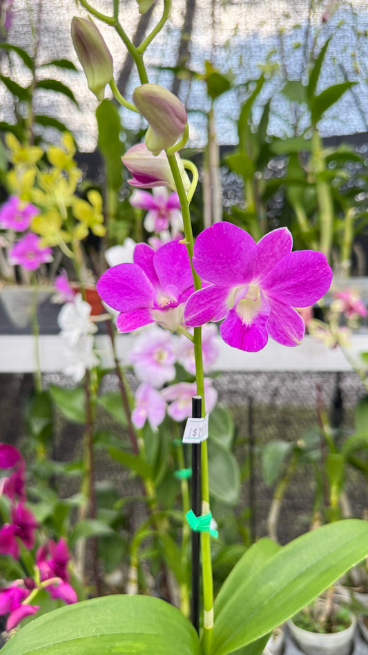 DENDROBIUM HOT PINK 4"