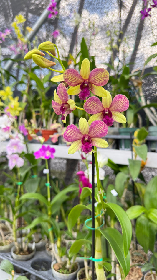 DENDROBIUM MONKEY 4"