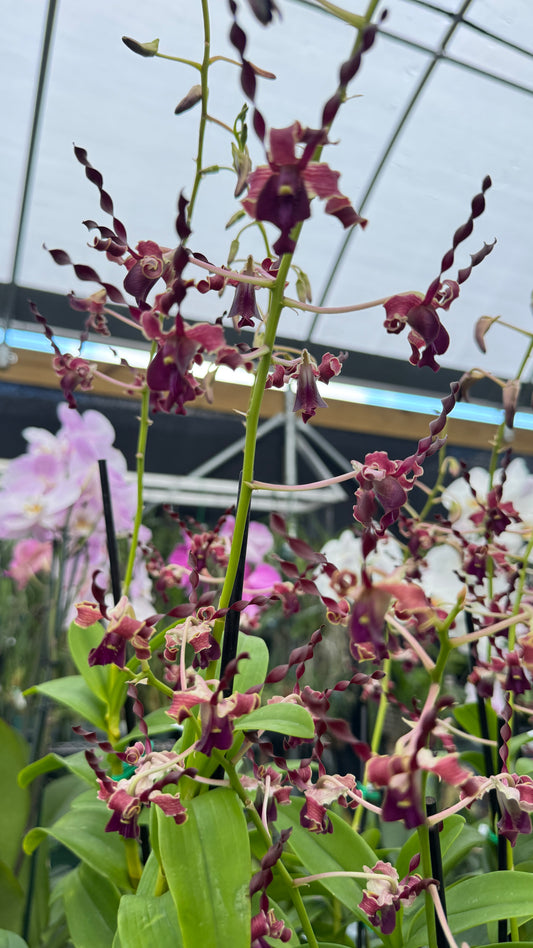 DENDROBIUM BIG BEN DARK 4"