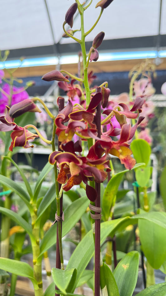 DENDROBIUM GODNESS OF FIRE 4"