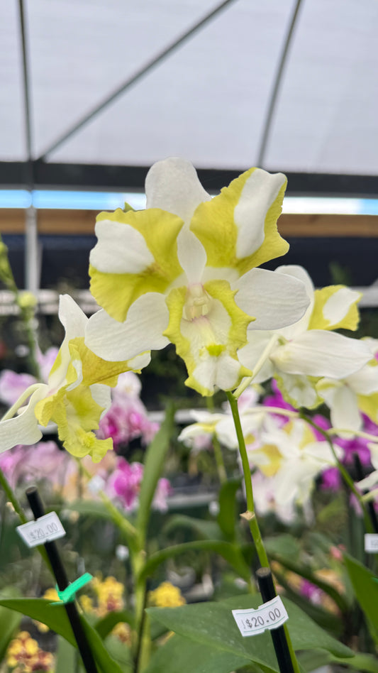 DENDROBIUM GREEN DRAGON HYBRID 4"