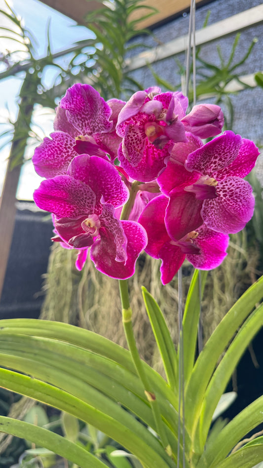 VANDA DARK PINK