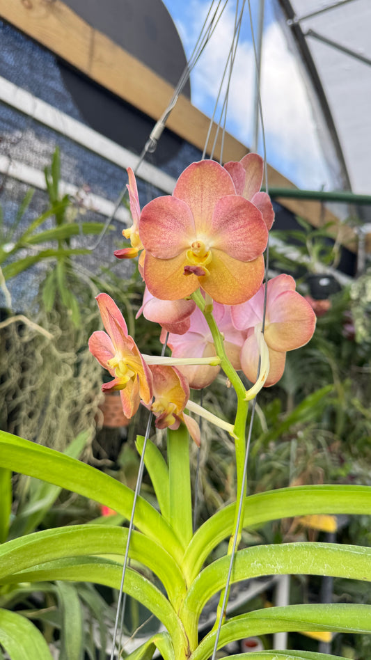 VANDA PINK AND YELLOW