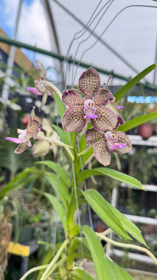 VANDA MIMI PALMER