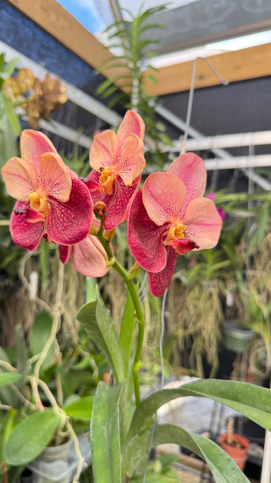 VANDA ORNAGE AND BROWN
