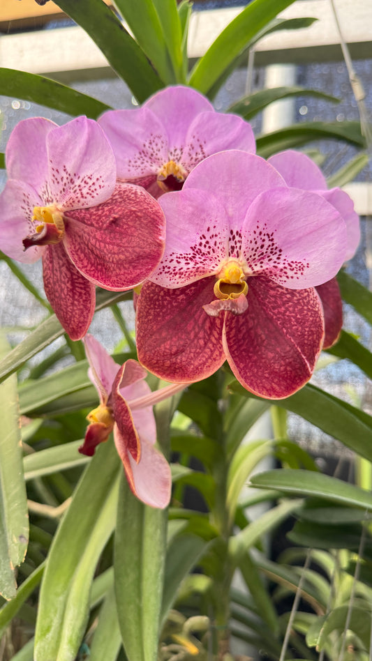 VANDA TAVEESUKSA