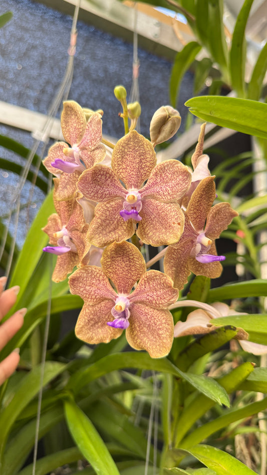 VANDA MIMI PALMER