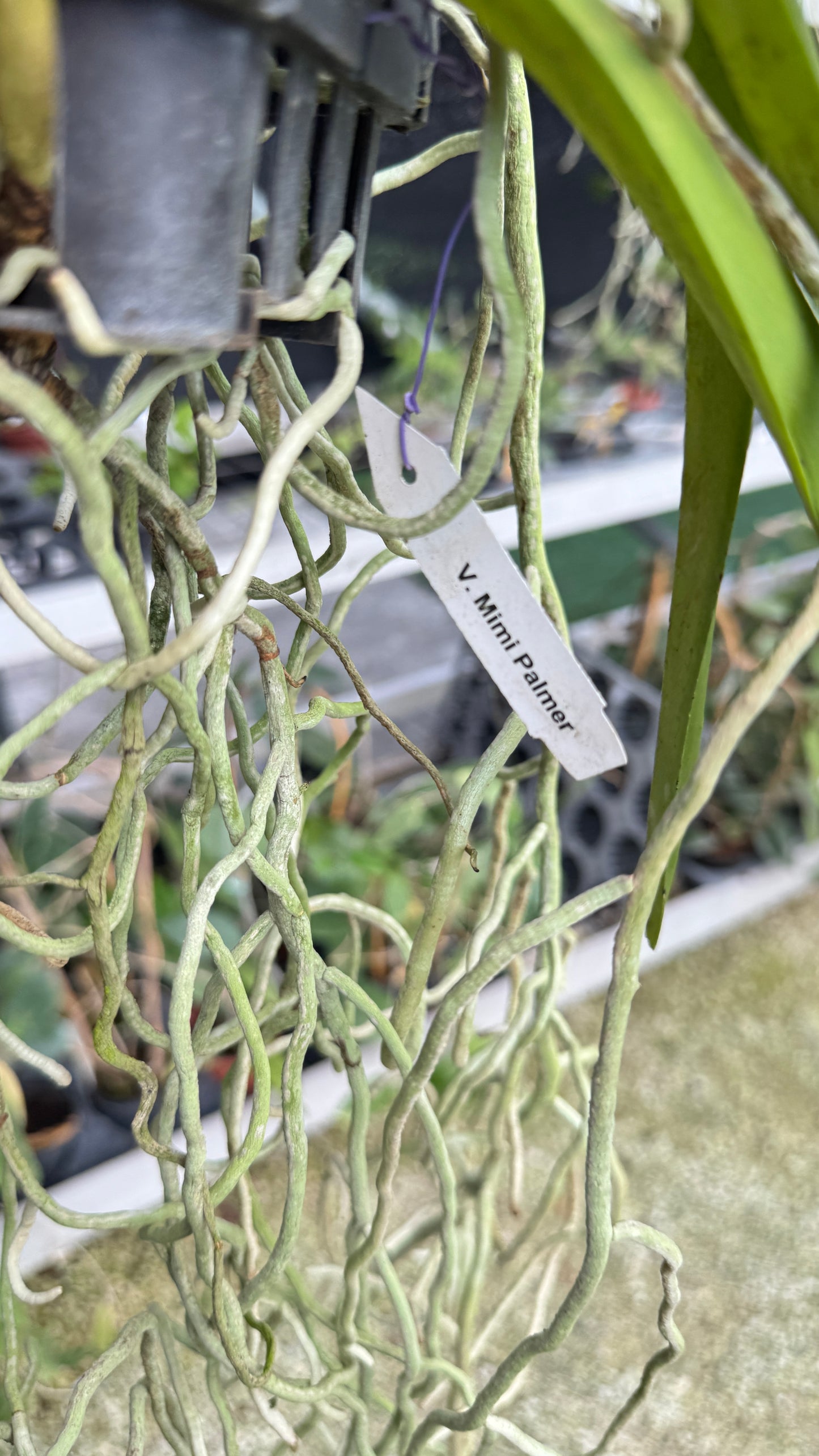 VANDA MIMI PALMER