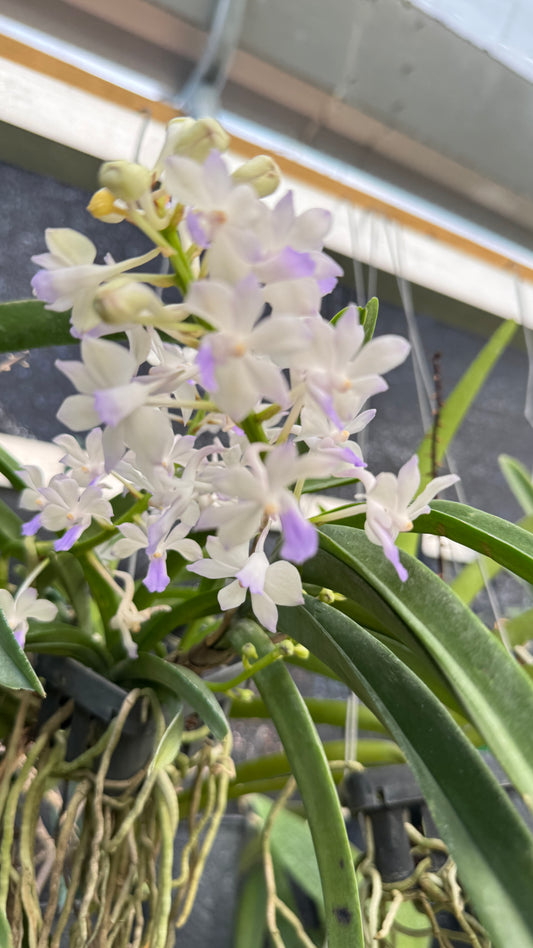 RHY COELESTIS BLUE
