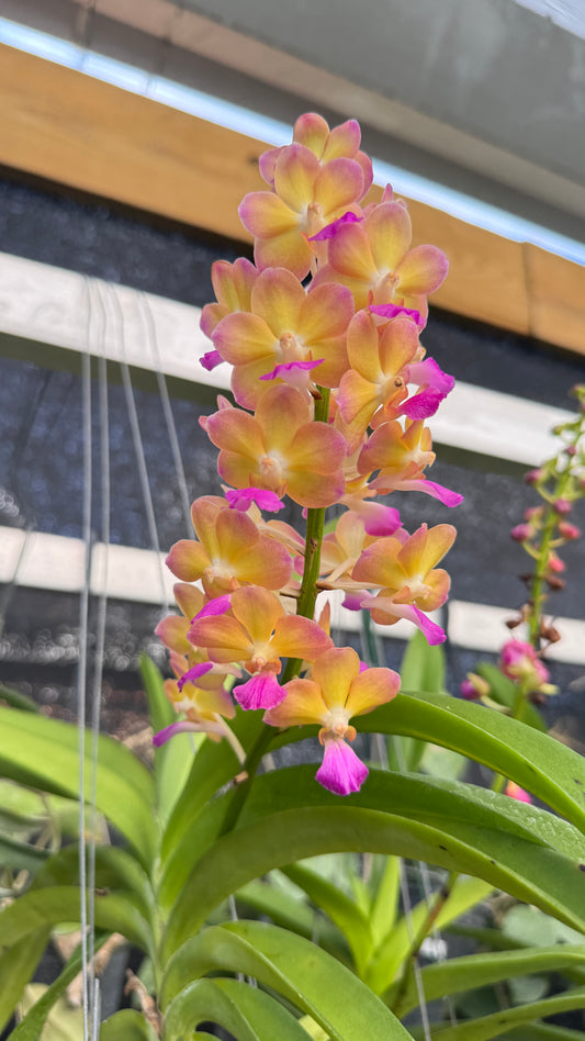 BANKOK SUNSET X AERIDES LAWRENCEA