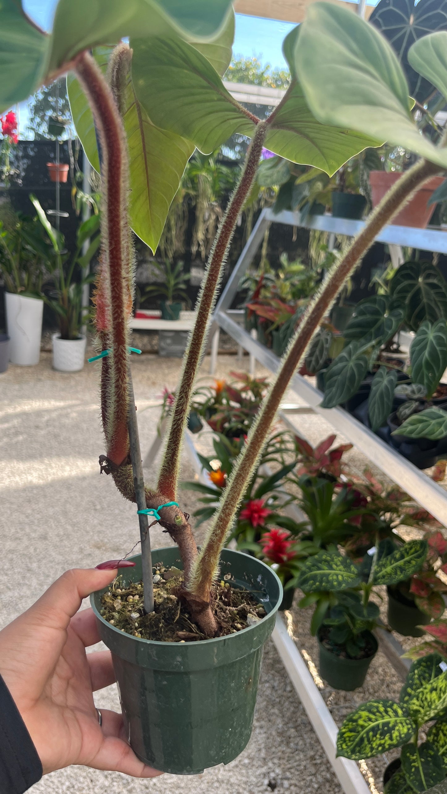 Philodendron Squamicaule 4"