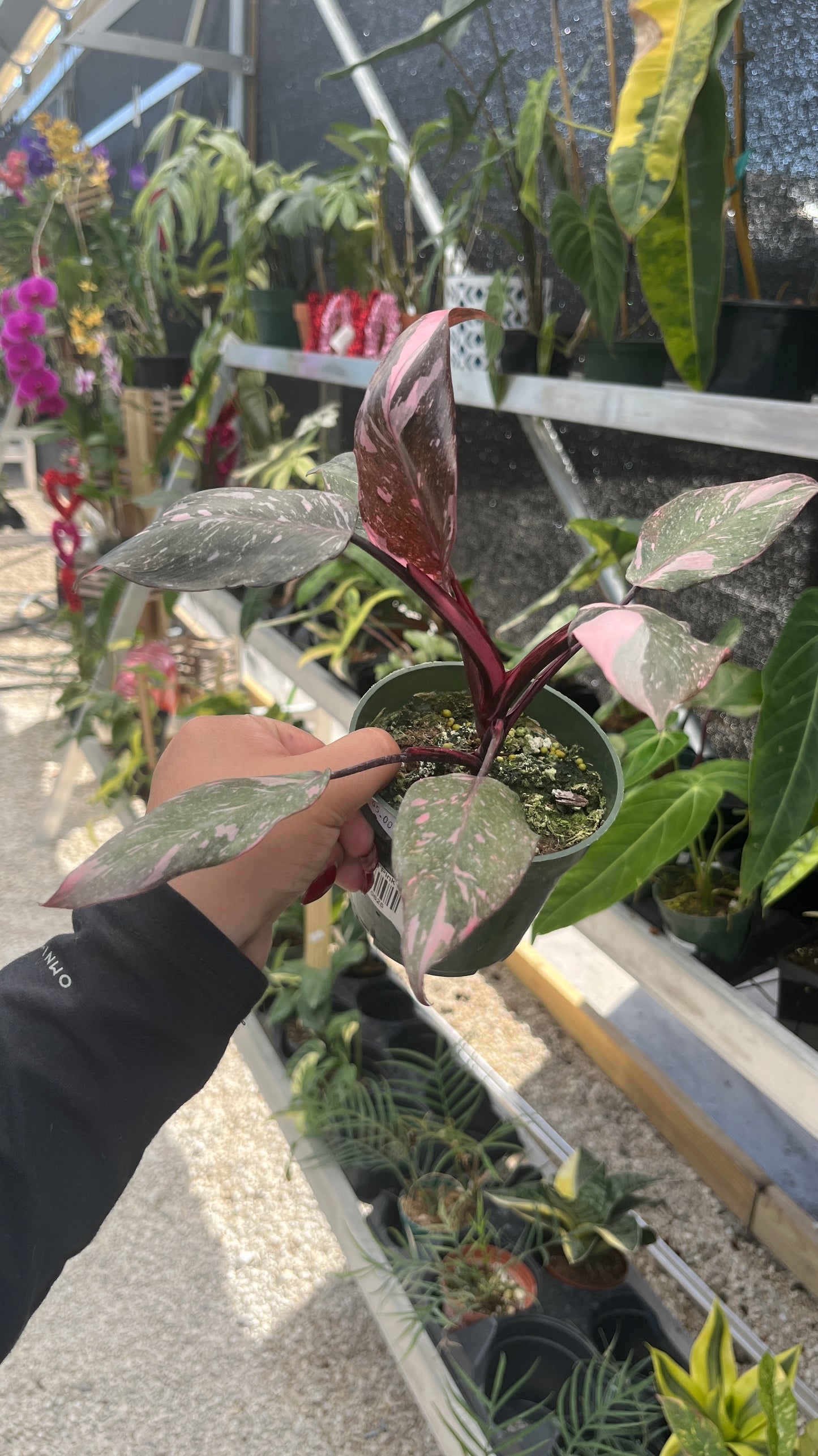 Philodendron Pink Galaxy 4"