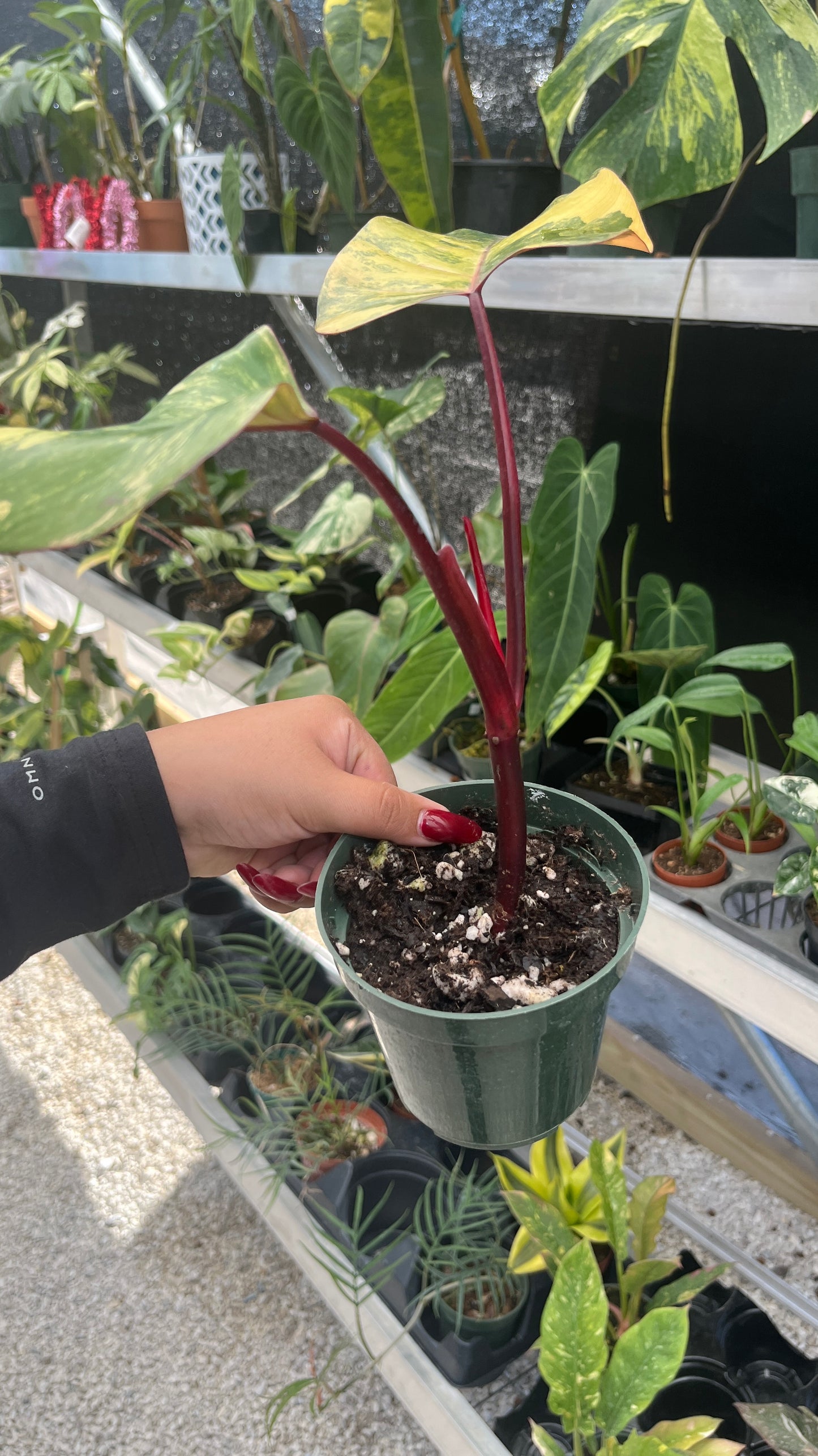 Philodendron Strawberry SHake 4"
