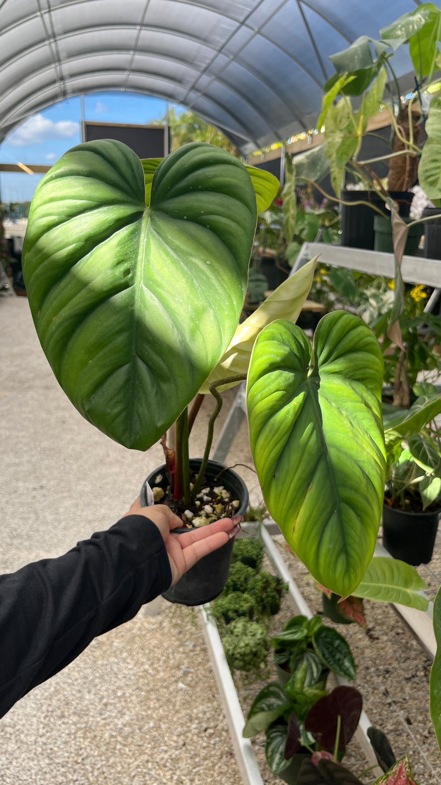 Philodendron Colombia 4"