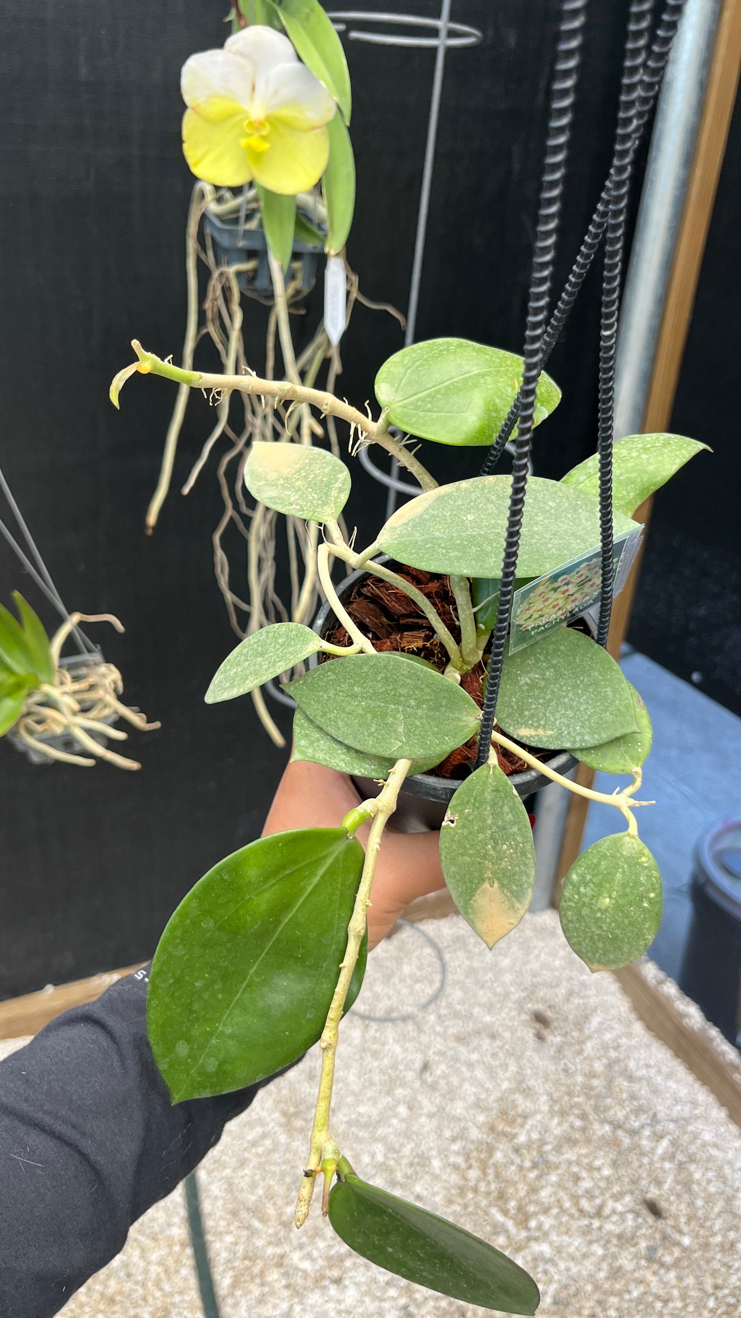 Hoya Parasitica x Pachyclada 4HB