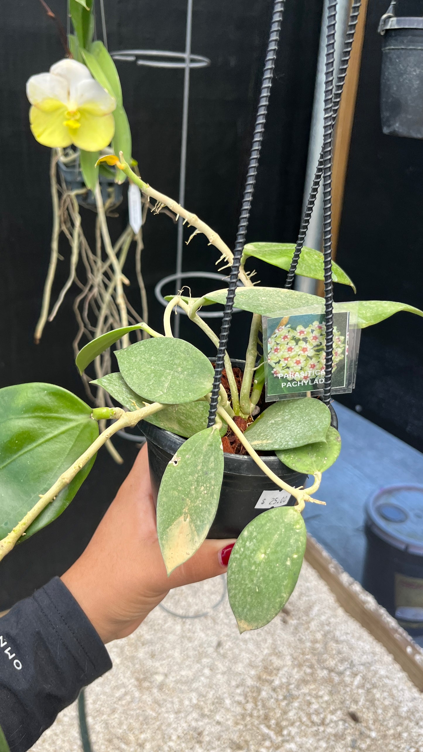 Hoya Parasitica x Pachyclada 4HB