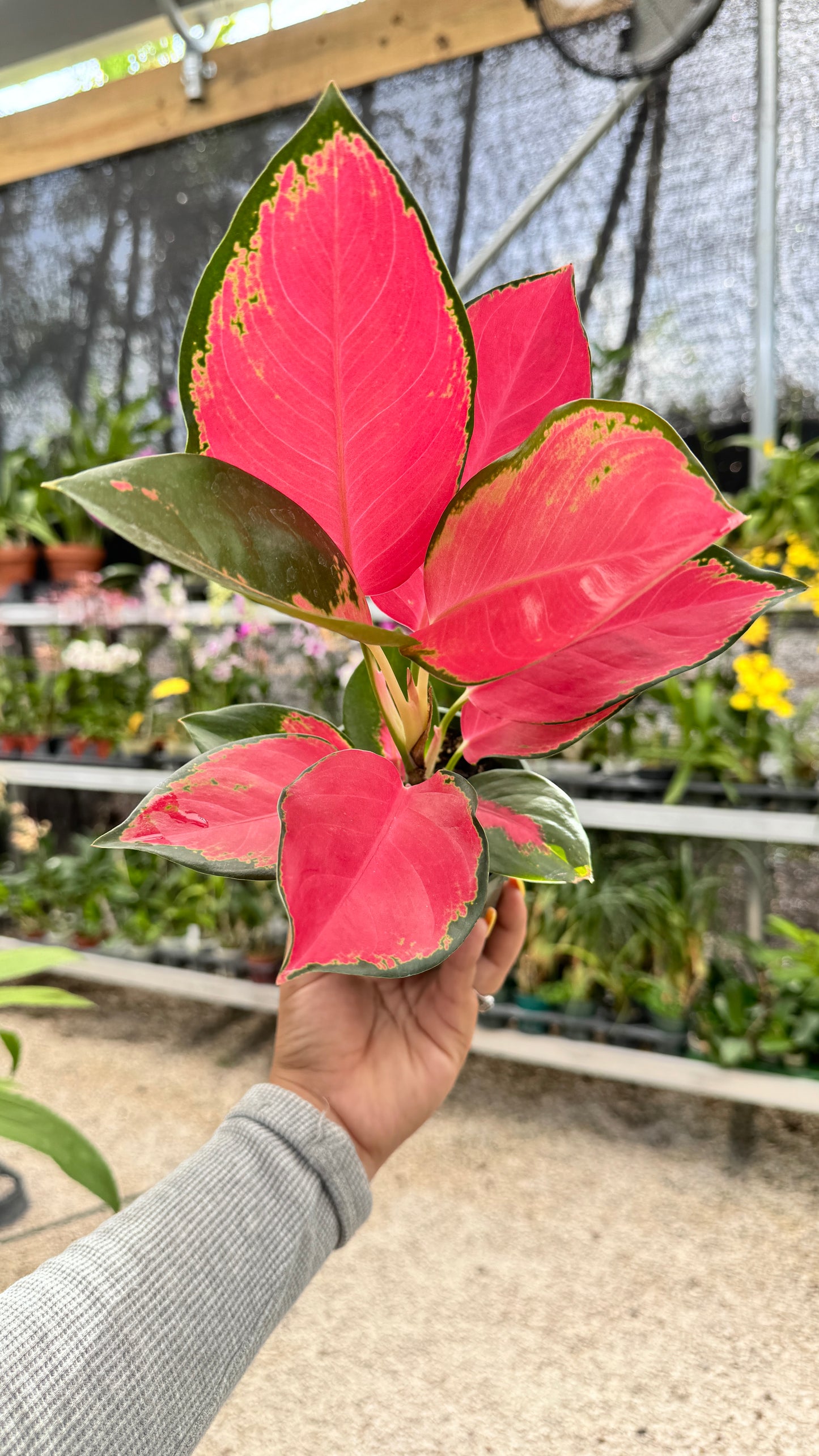 AGLAONEMA CHANG DANG 4"