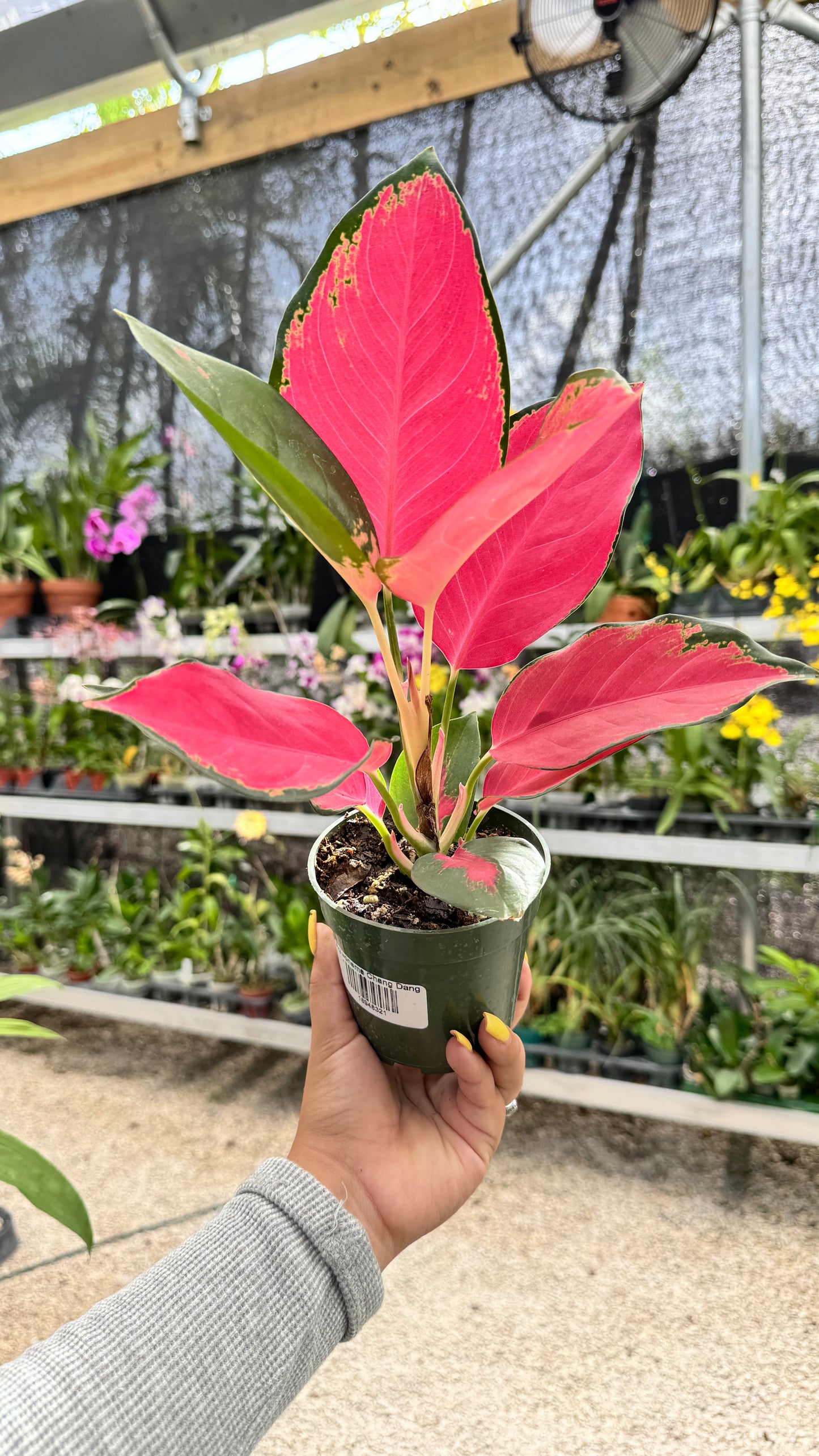 AGLAONEMA CHANG DANG 4"