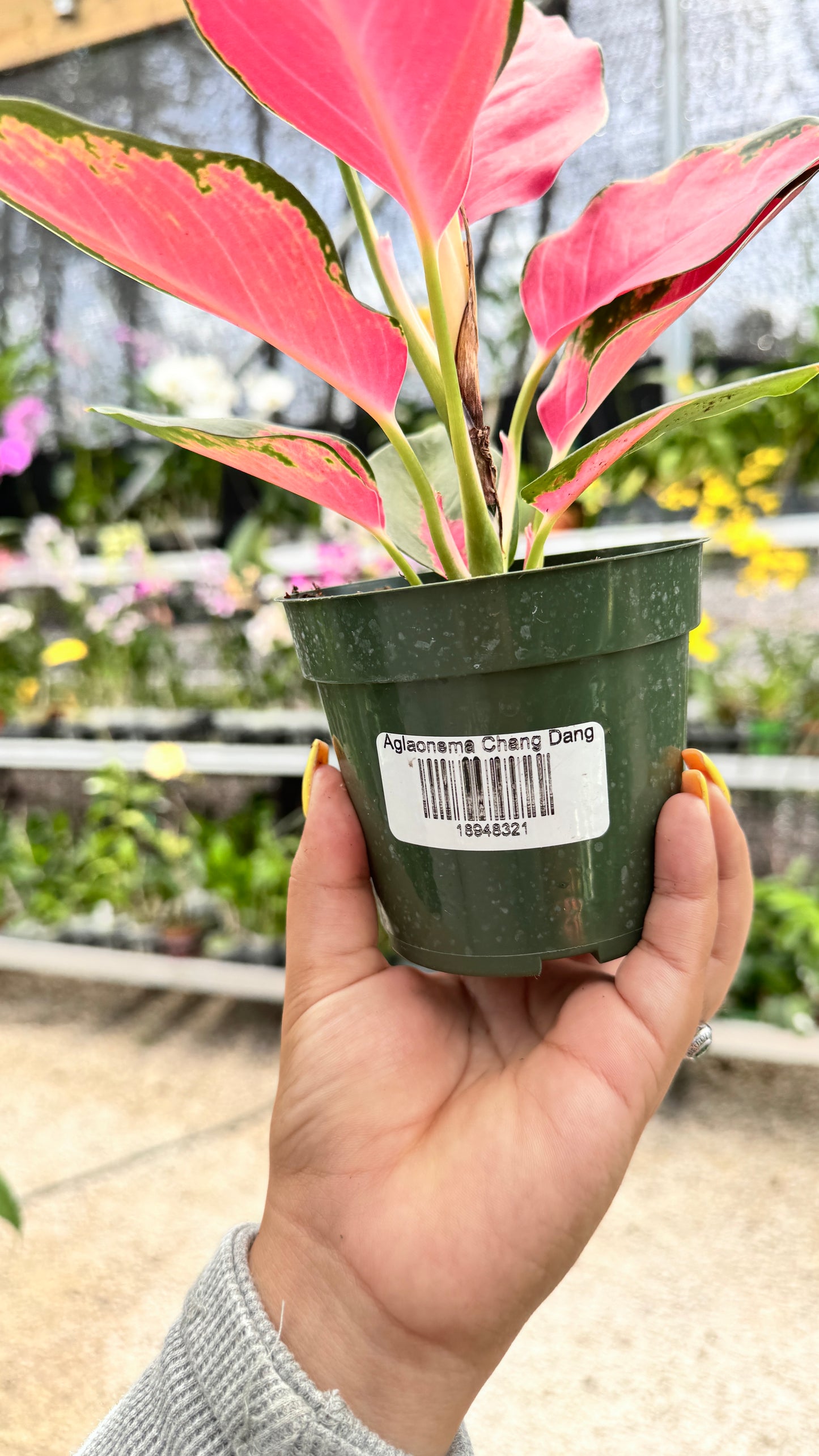 AGLAONEMA CHANG DANG 4"