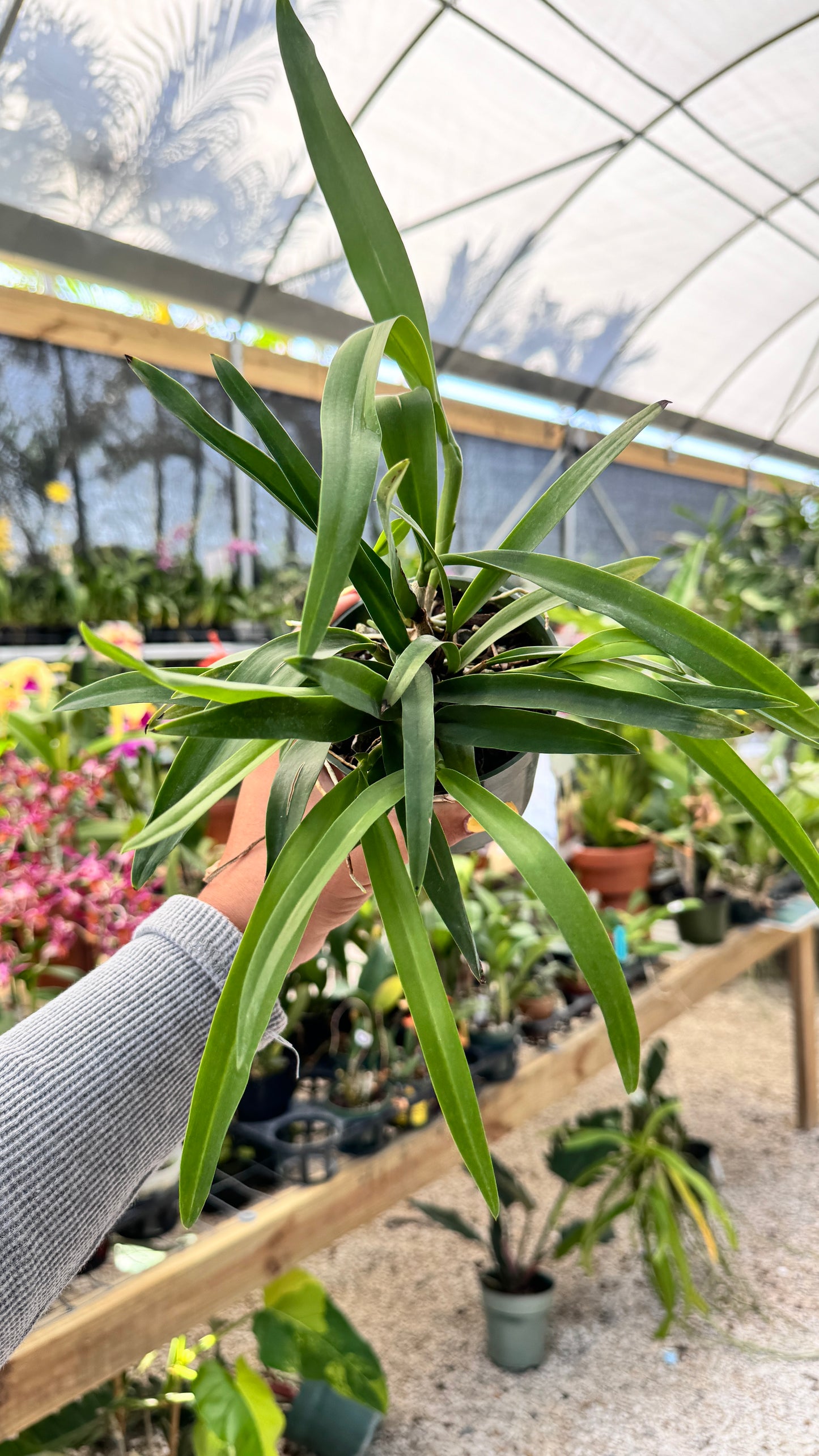 PSV.MOON MIST 4" (BRASSAVOLA NODOSA X ENCYCLIA RADIATA) 4"