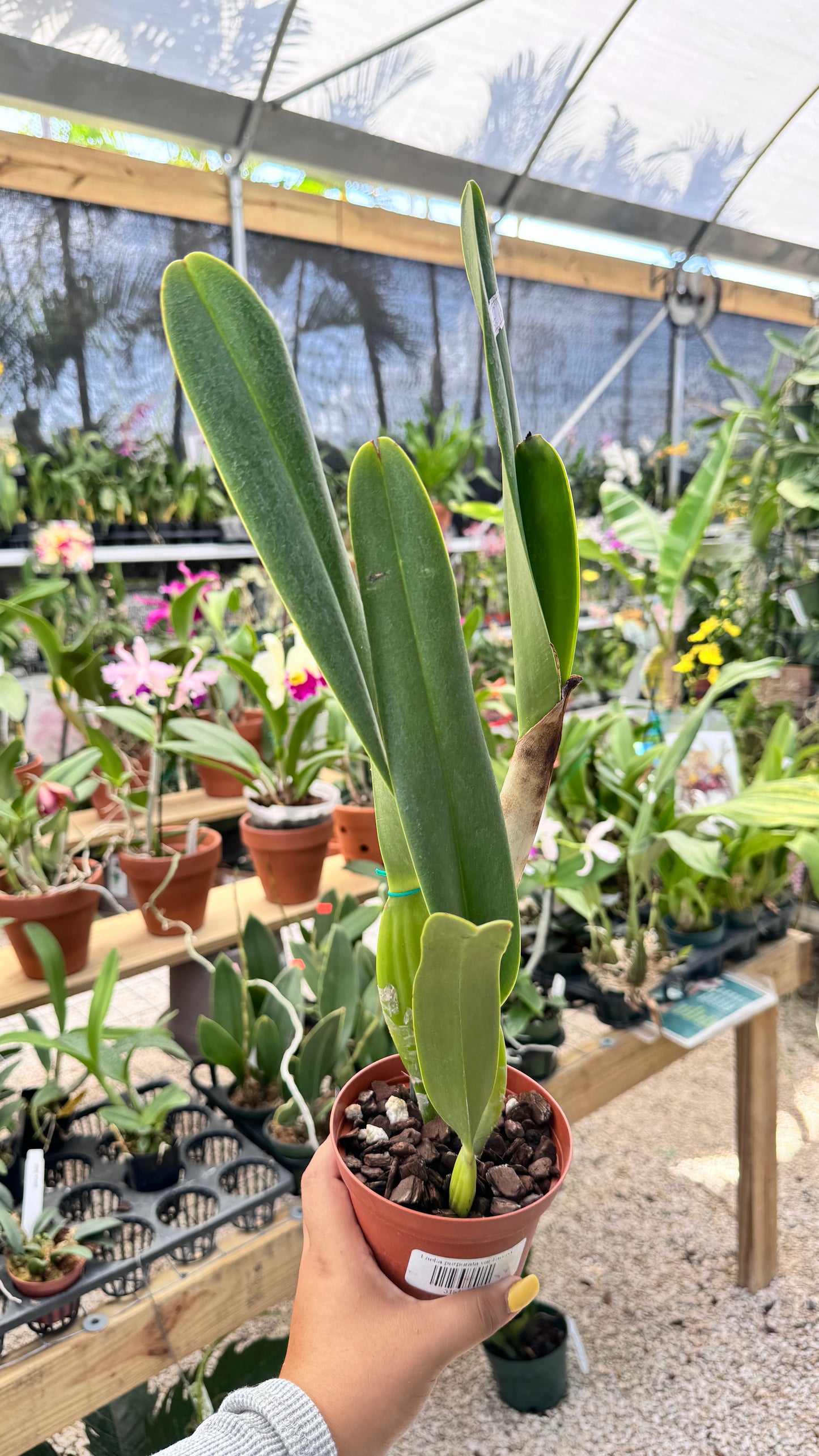 LAELIA PURPURATA VAR CARNEA 4" NO FLOWER