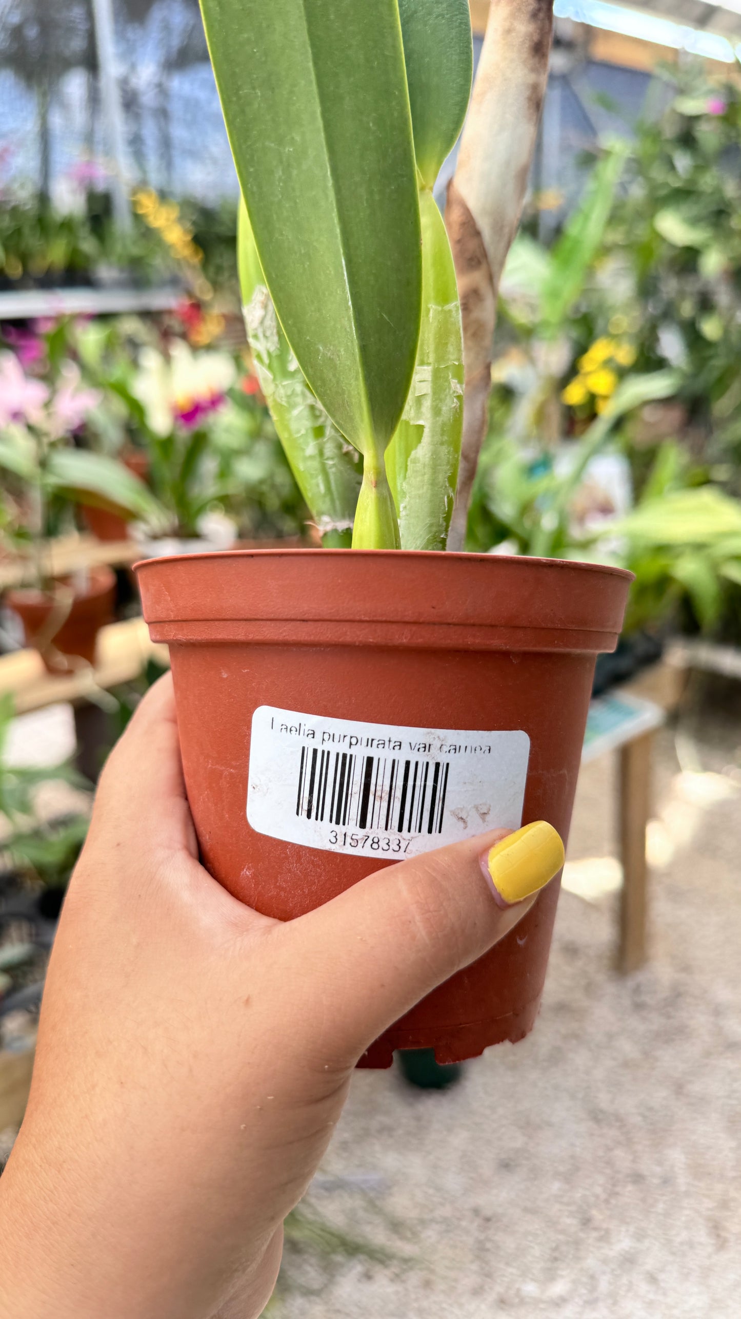 LAELIA PURPURATA VAR CARNEA 4" NO FLOWER