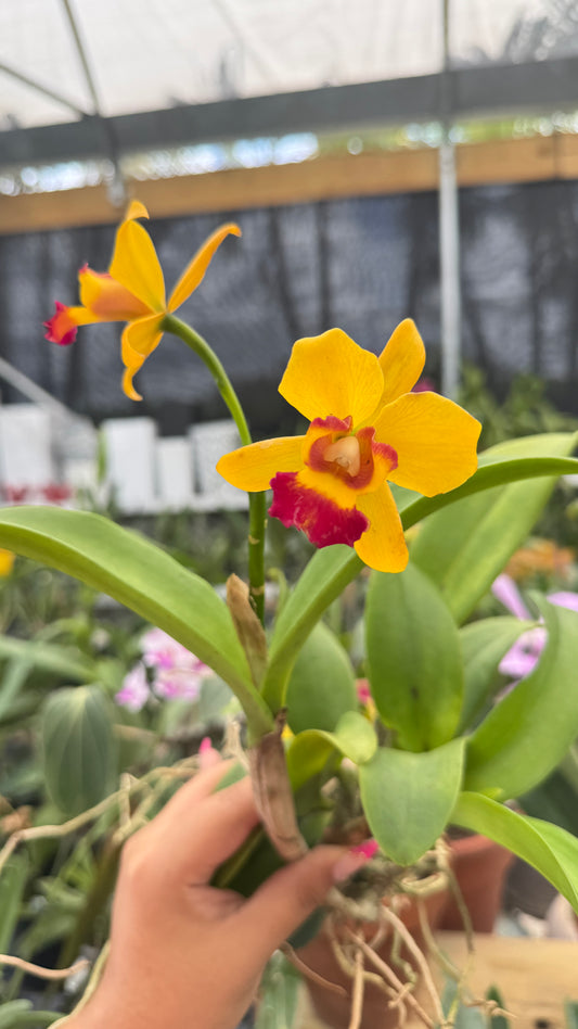 Cattleya Smile Lady 3" NO FLOWER