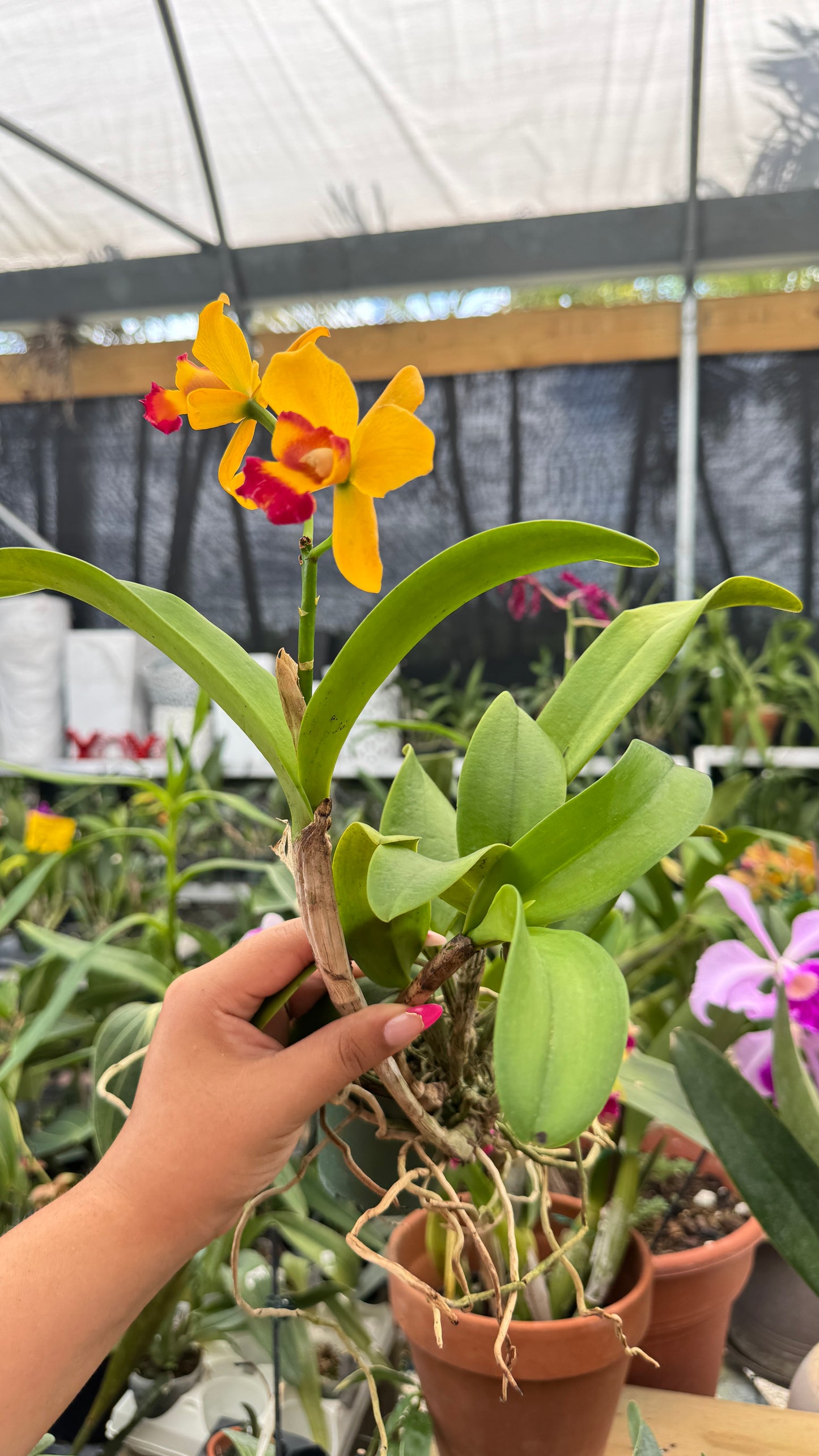 Cattleya Smile Lady 3"