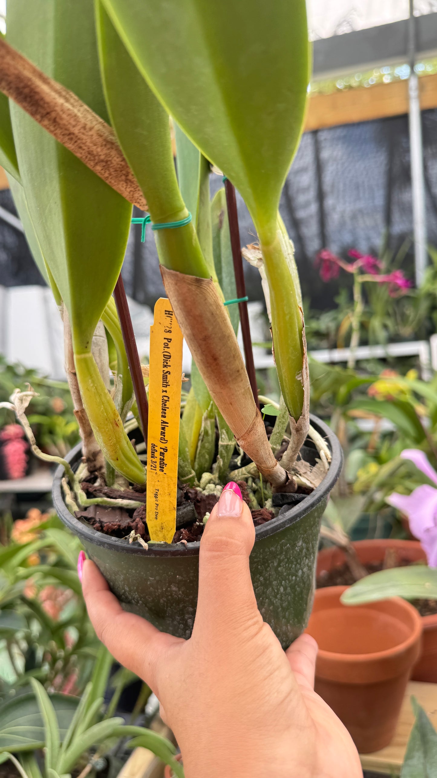 Pot. Dick smith x chelsea award 6"