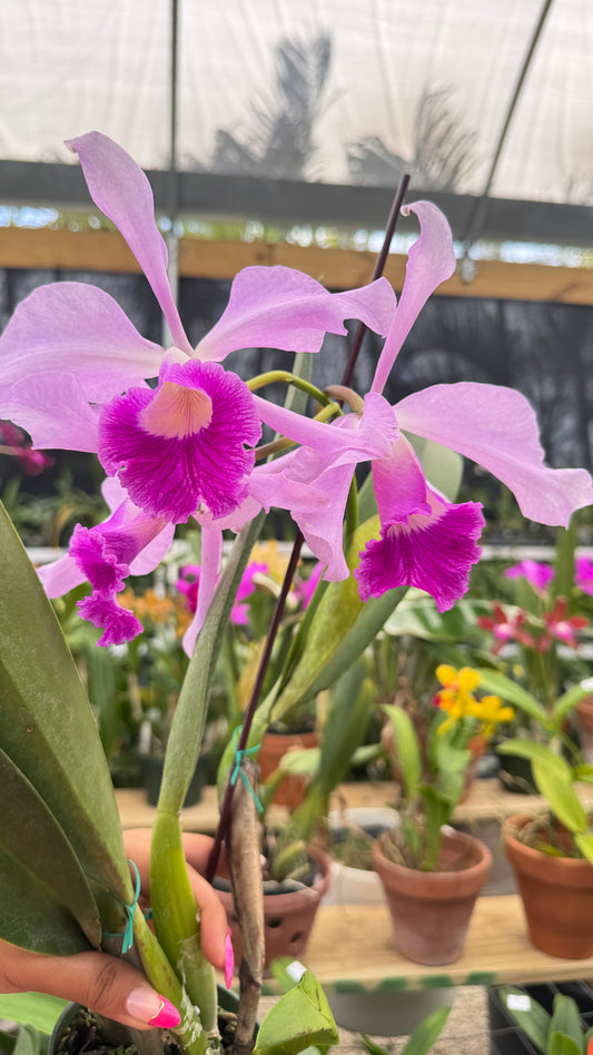 Cattleya Eximia 4"