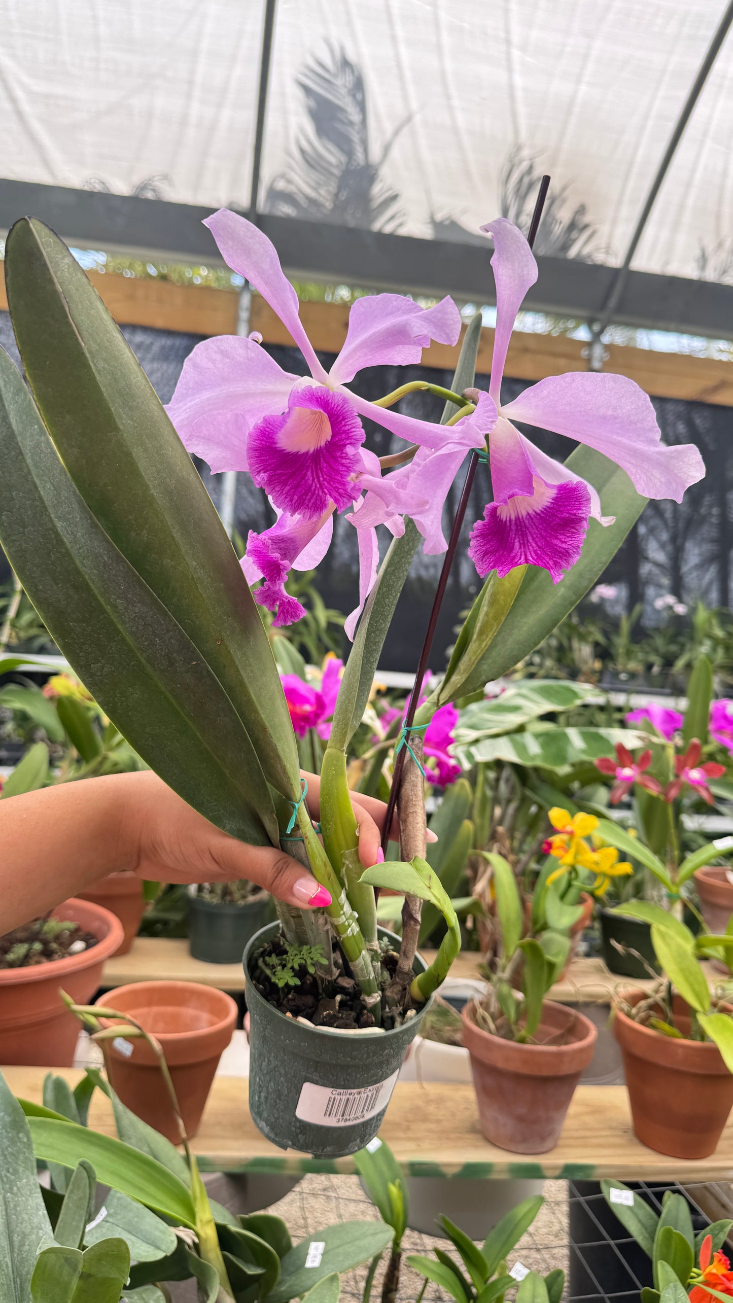 Cattleya Eximia 4"